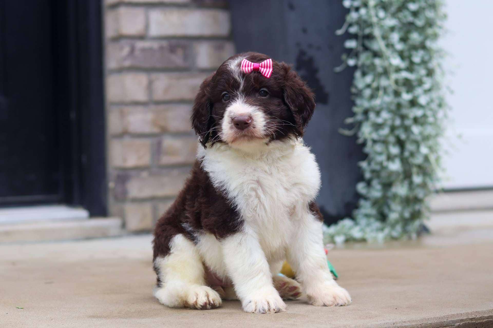 Hershey