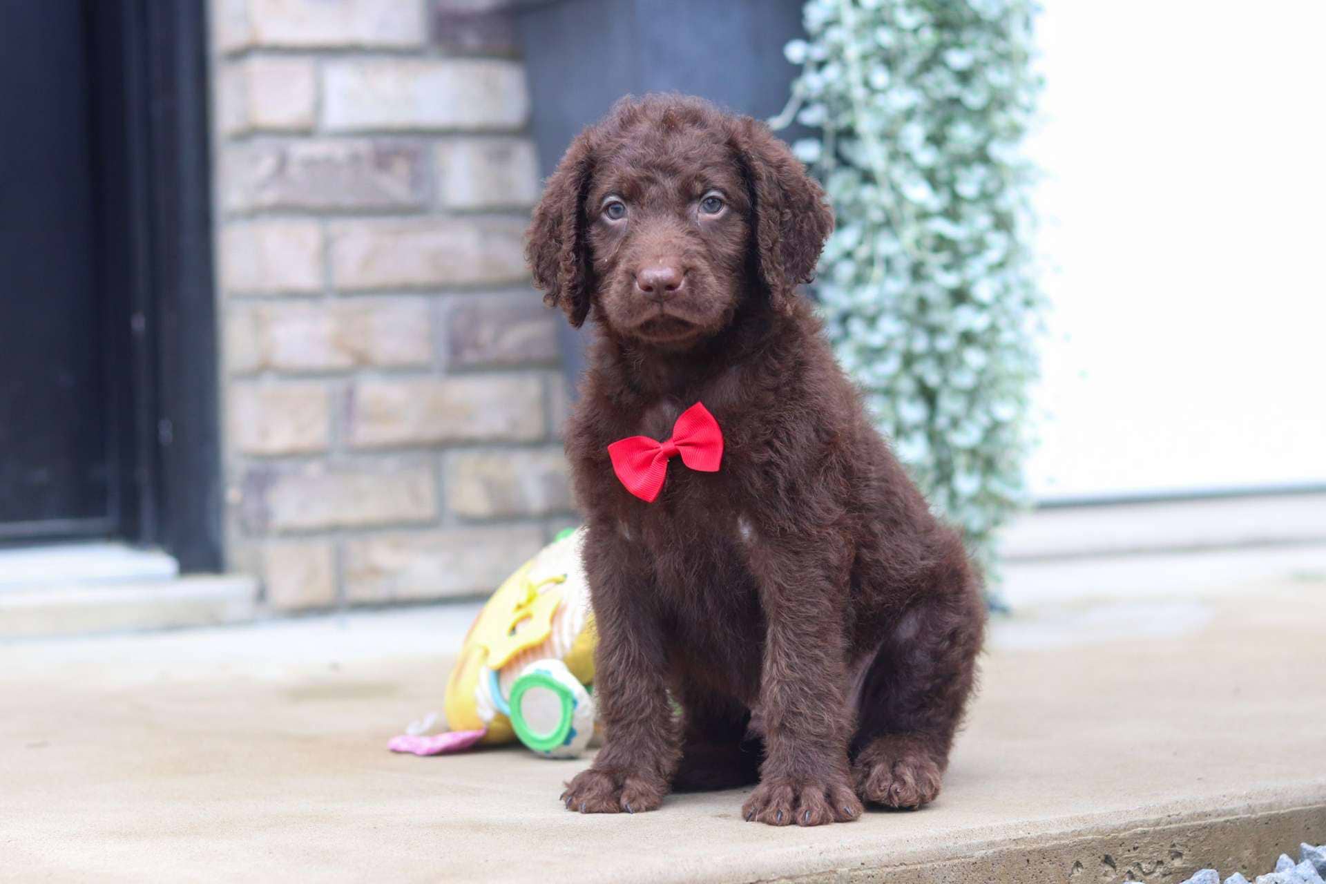 Fudge