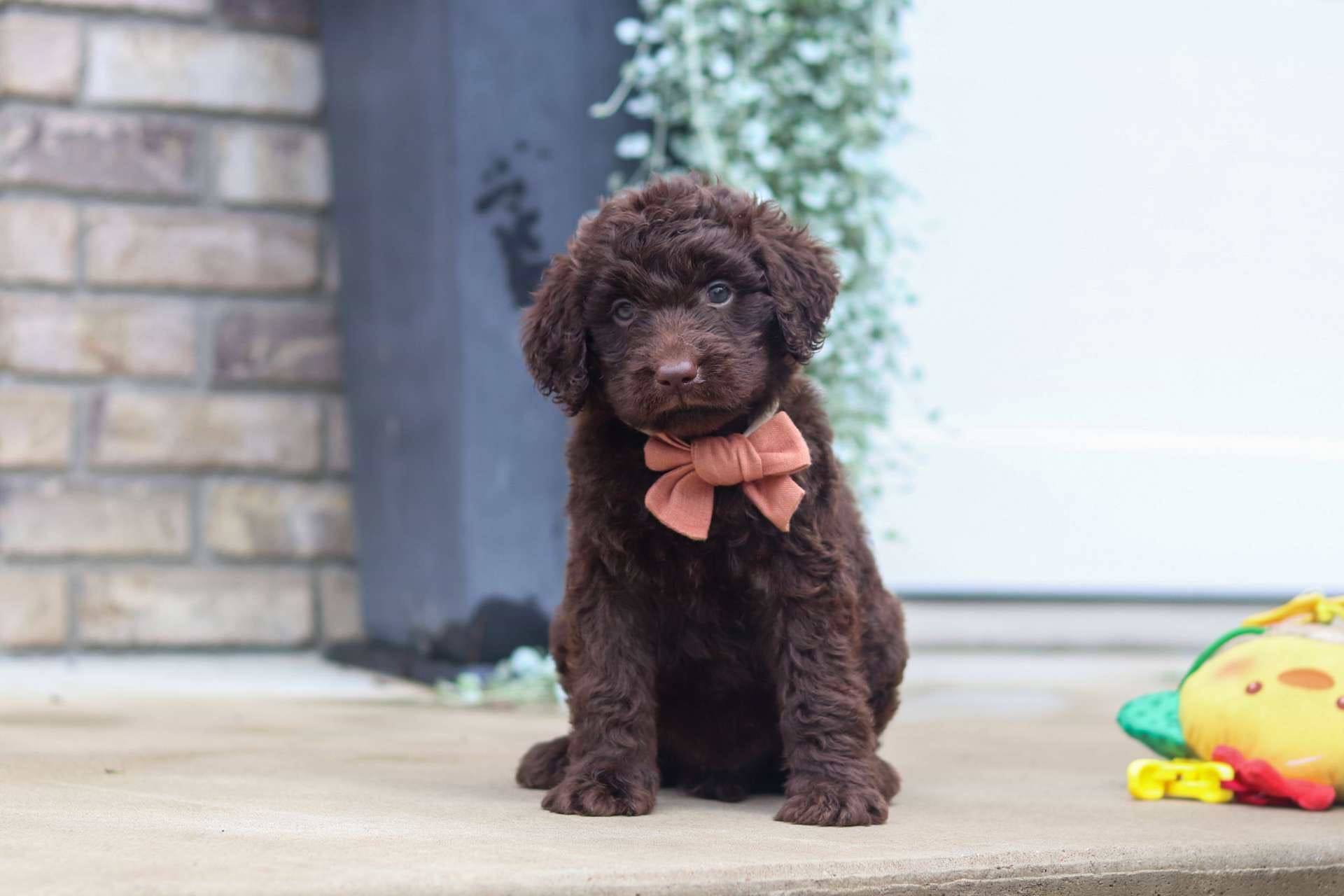 Truffle