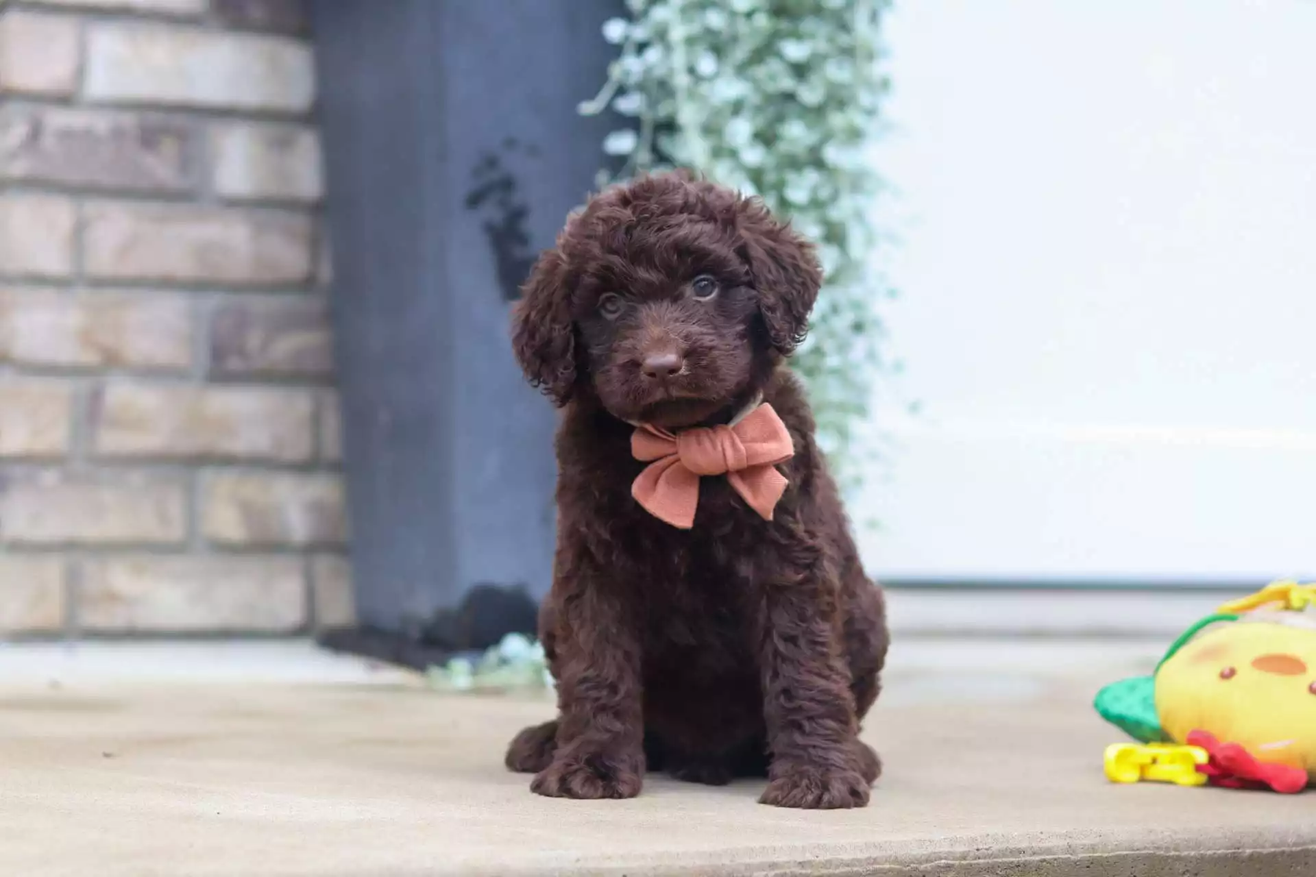 Truffle