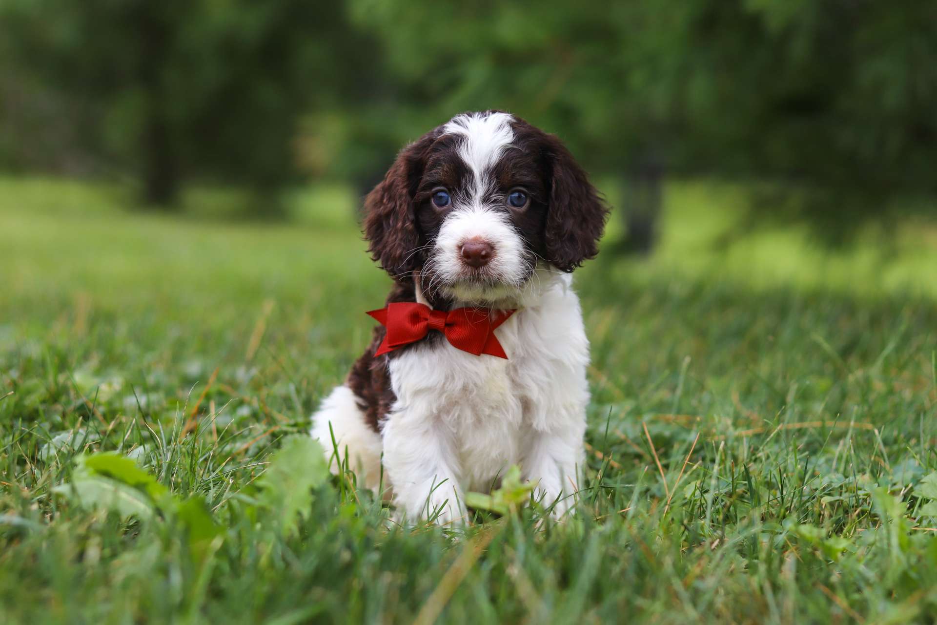 Oscar
