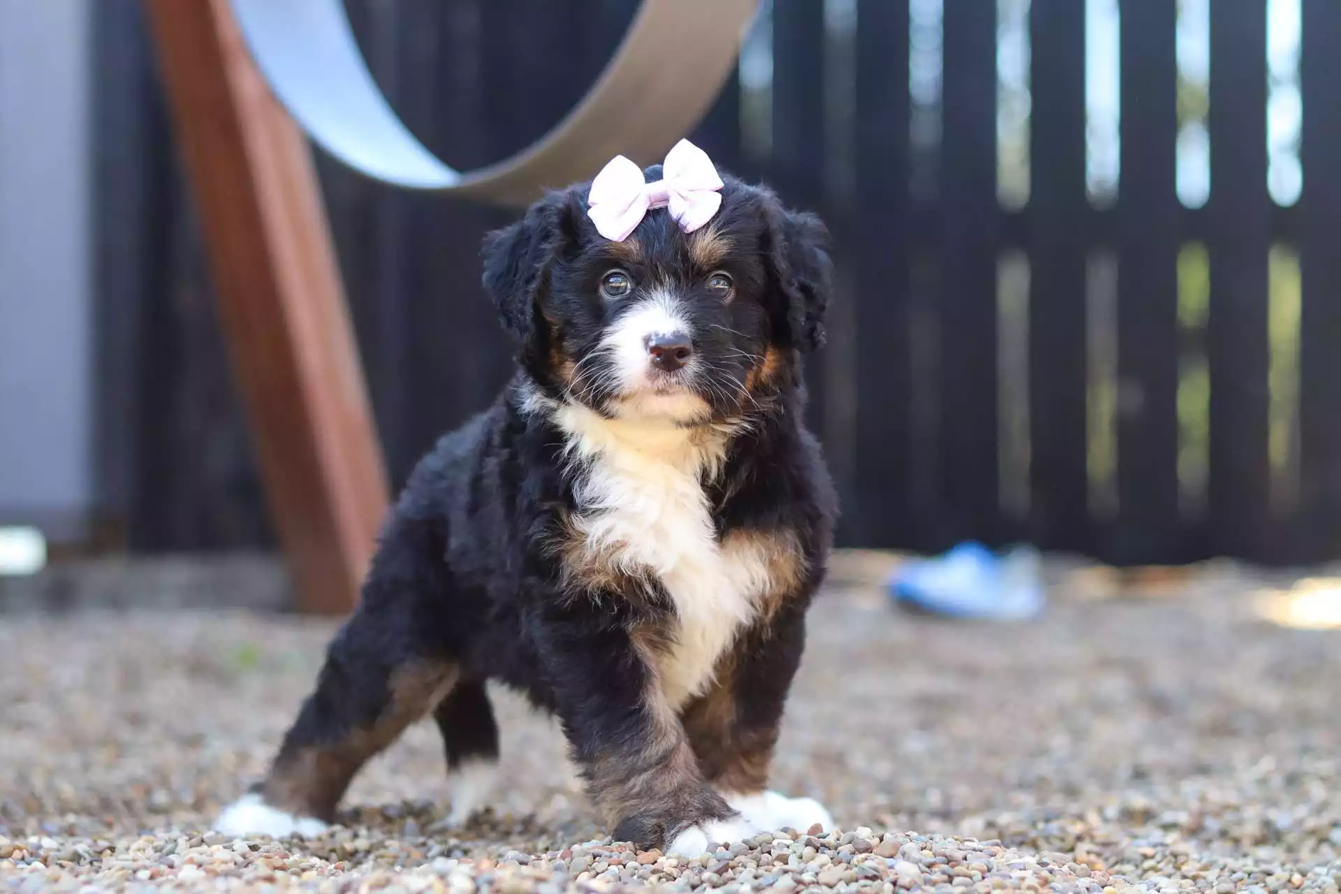 F1 Mini / Medium Bernedoodle Puppies
