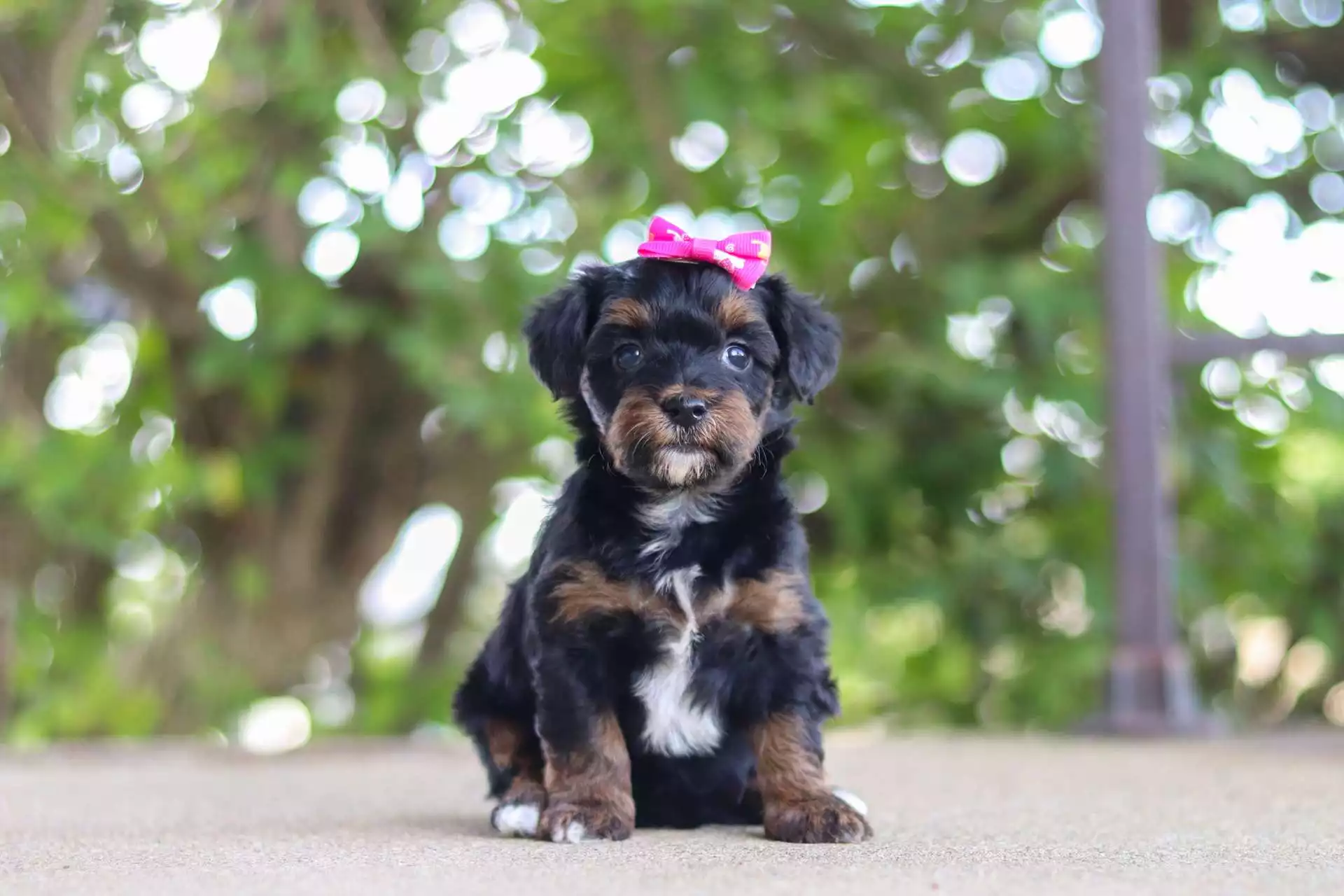 F1 Yorkipoo Puppies