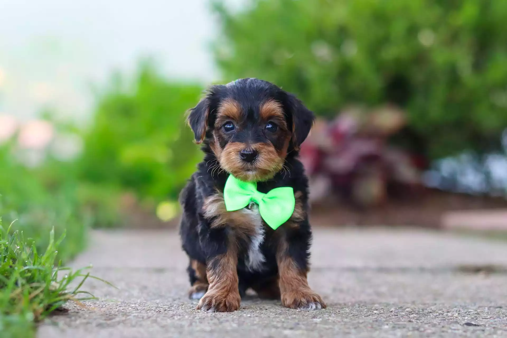 Benji