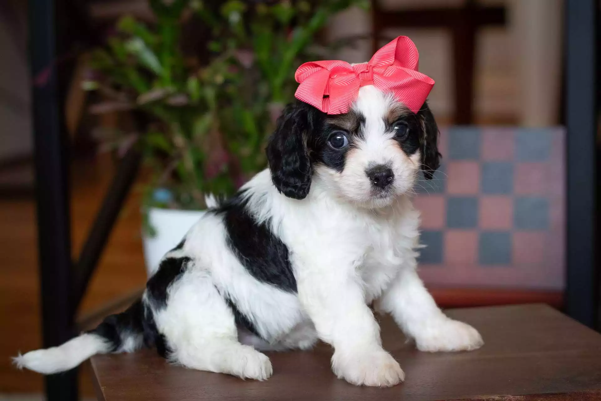 F1 Petite Cavapoo Puppies