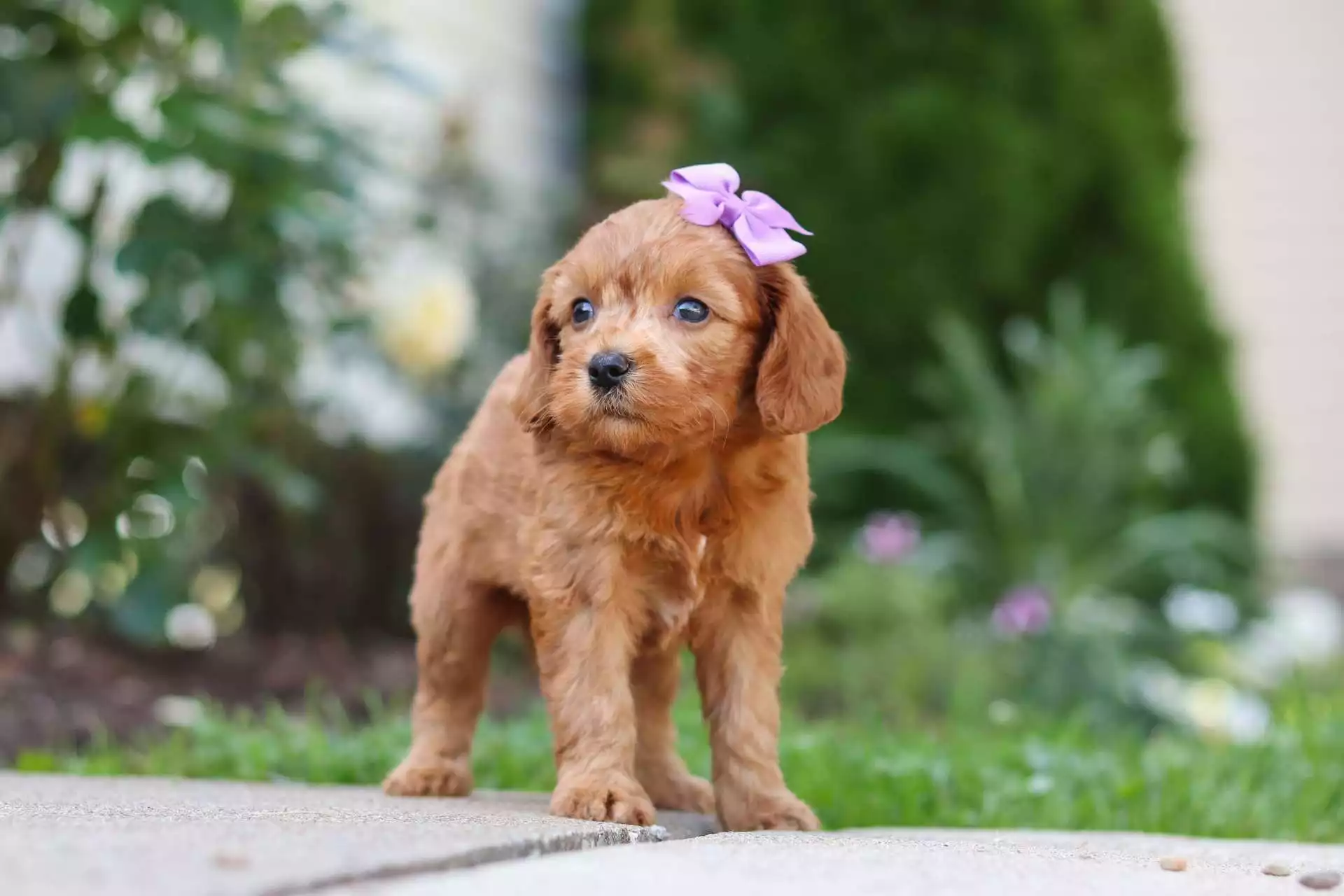 F1b Micro Goldendoodle Puppies