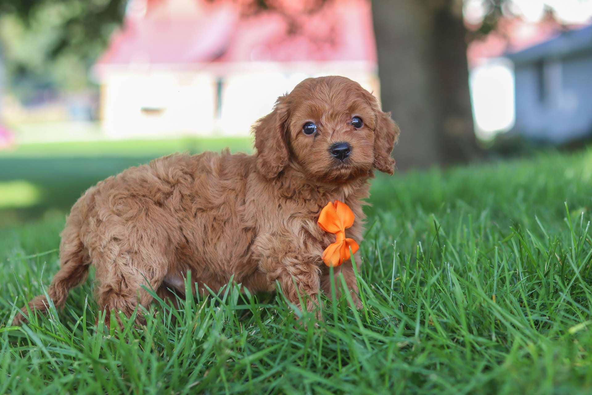 Fergus