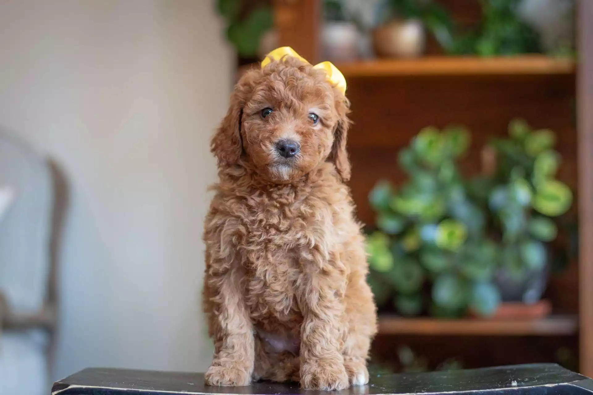 Mia