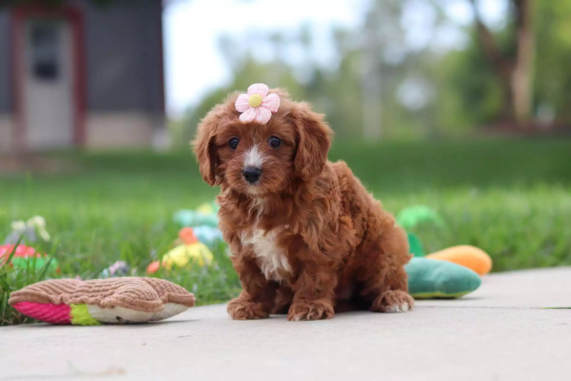 Upcoming Puppies F1 Petite Cavapoo Puppies
