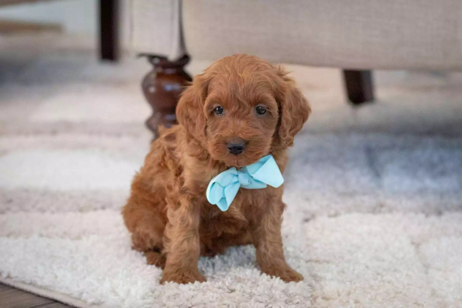 Emmitt