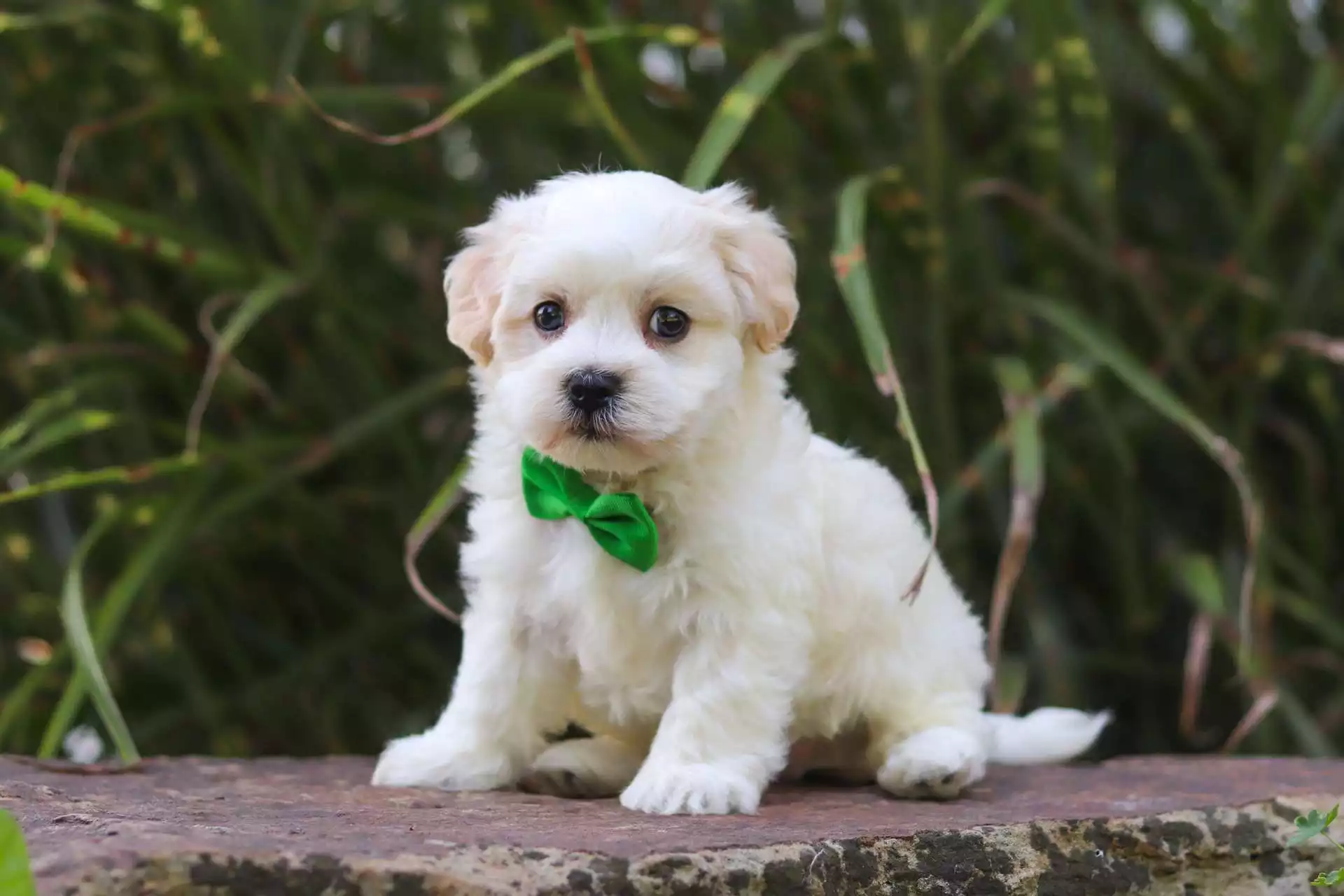 Franco