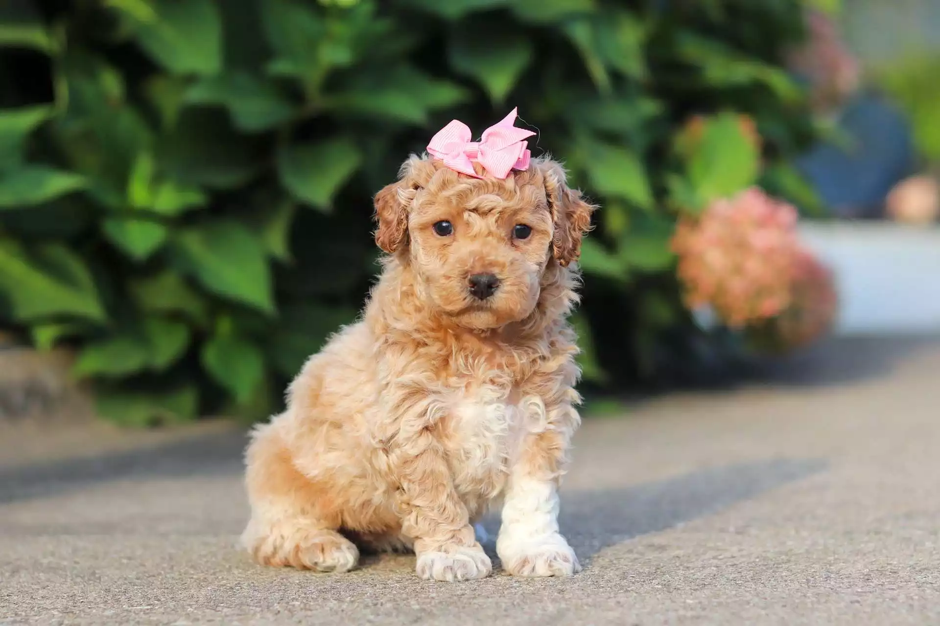 Lilou