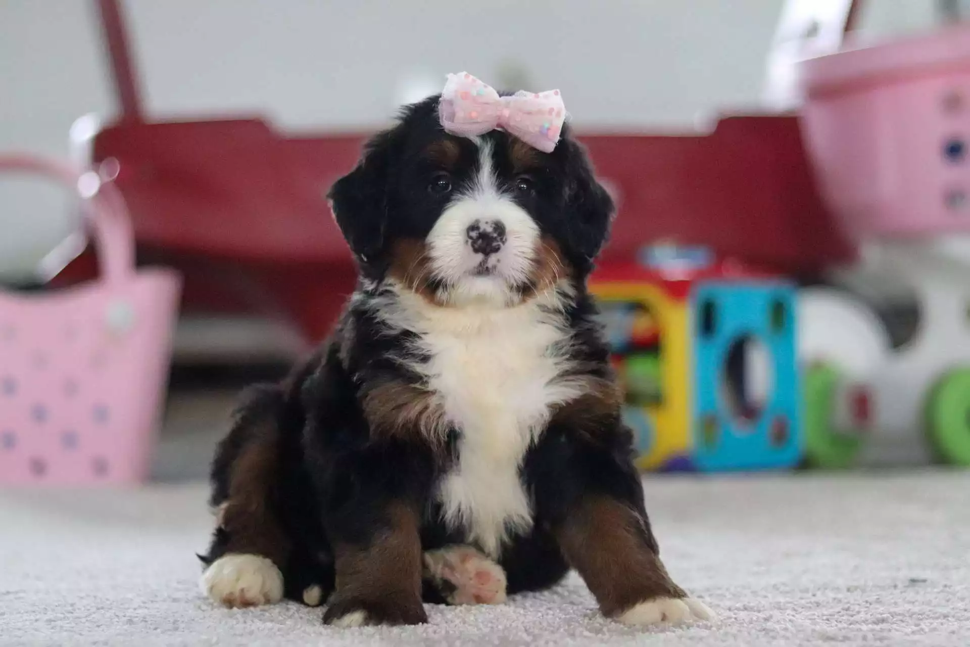 Taffy