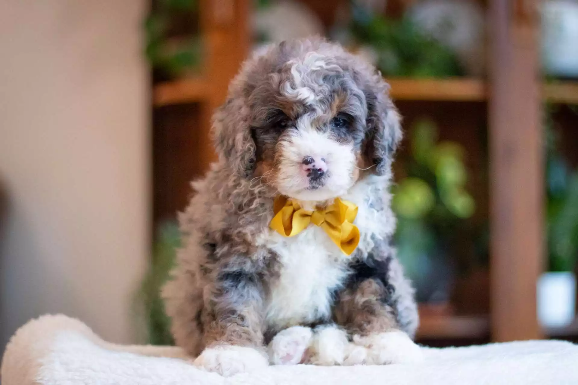Toby