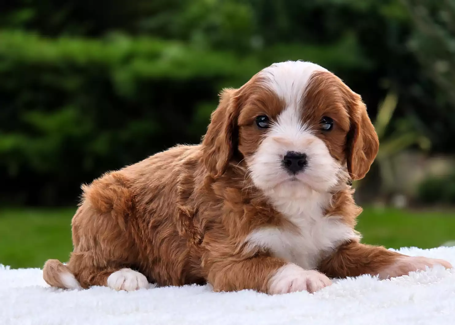 Zax