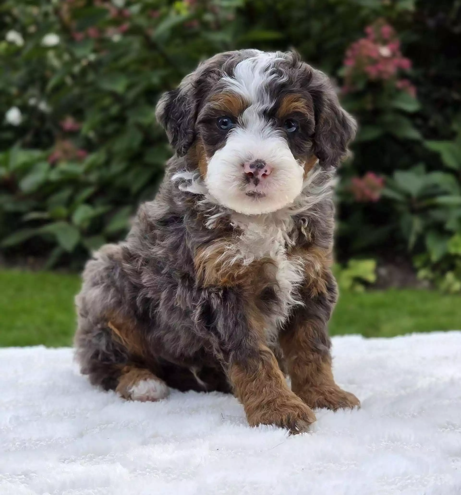 Archie