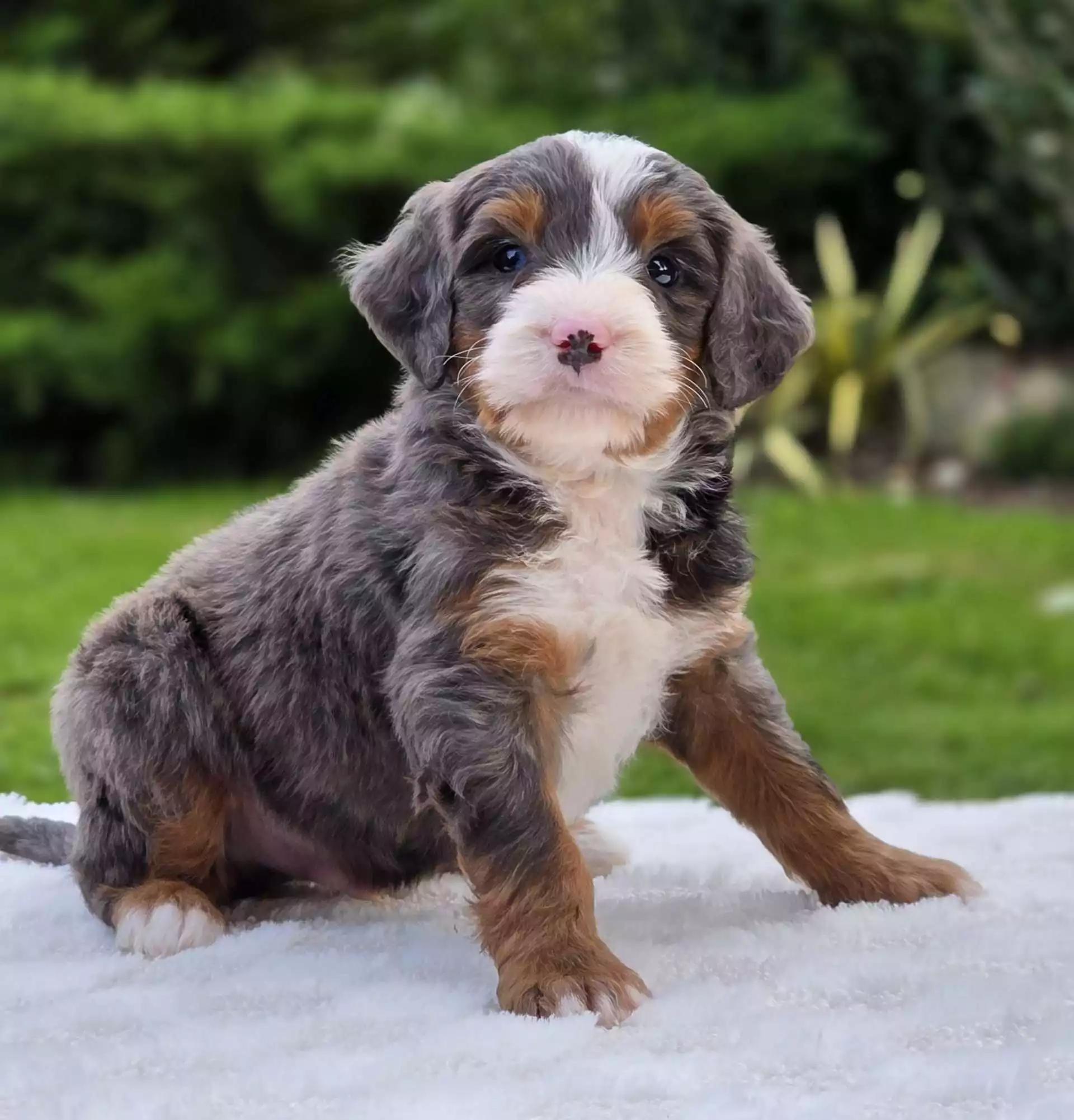Biscuit