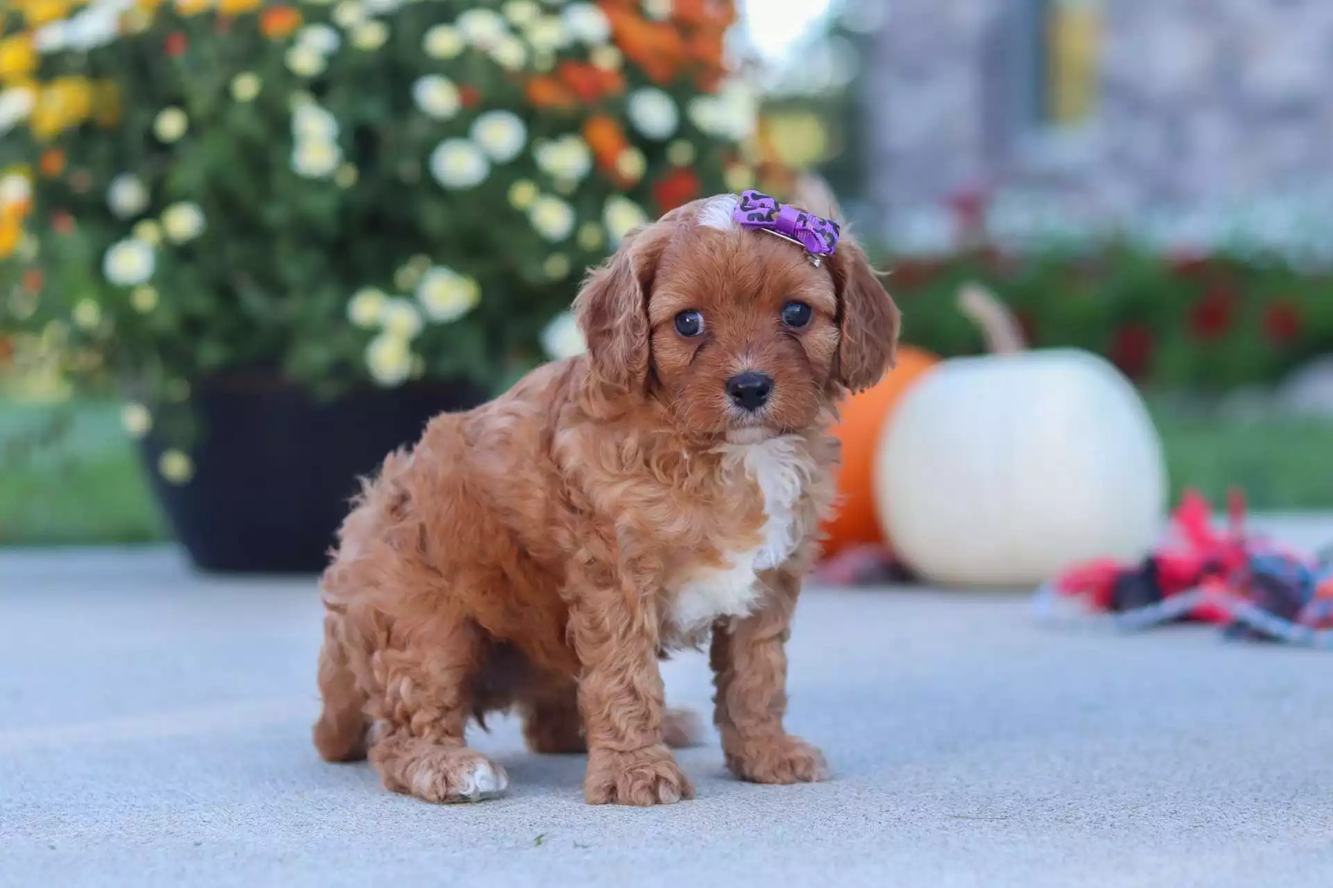 Esther