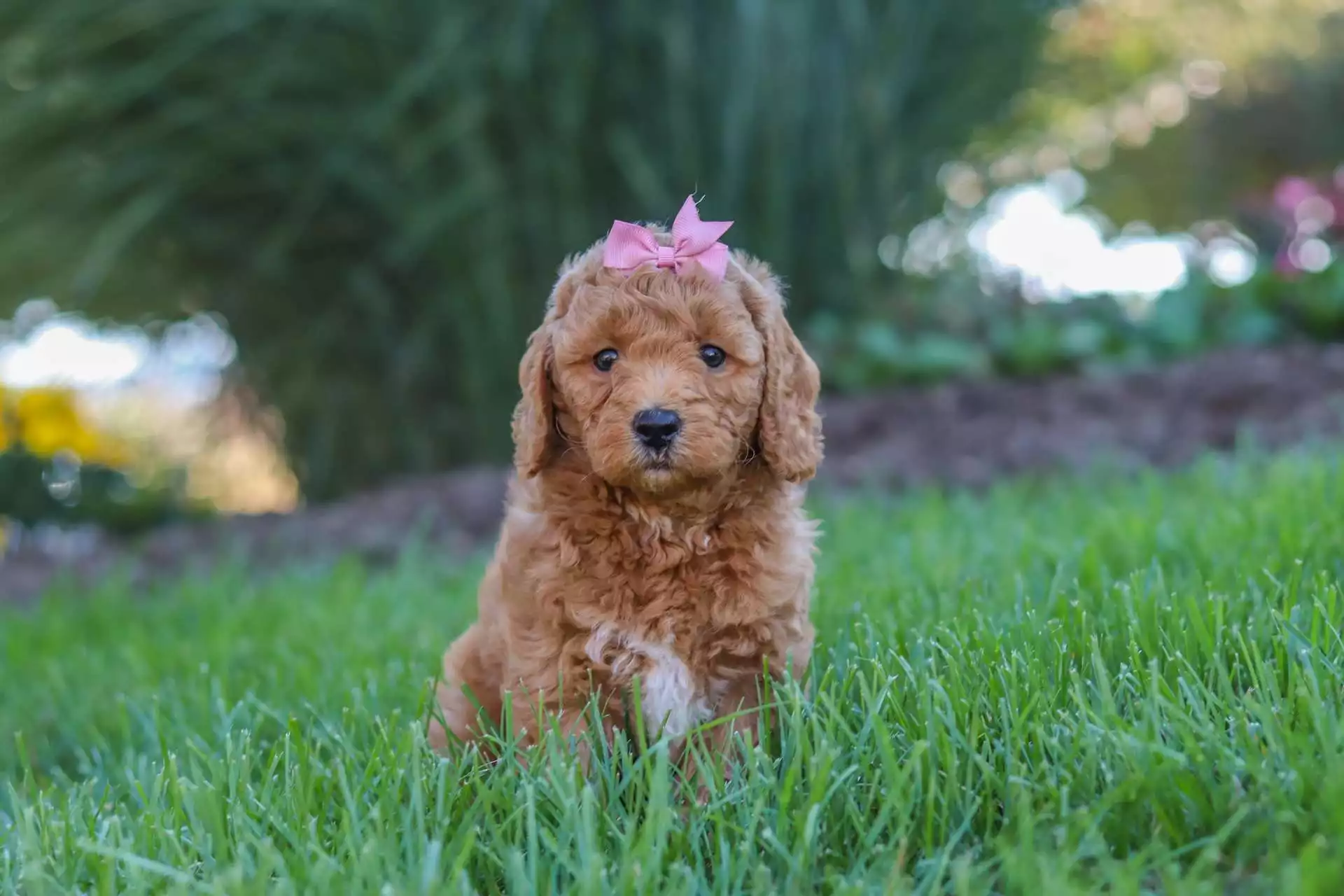 Upcoming Puppies F1b Micro Goldendoodle Puppies