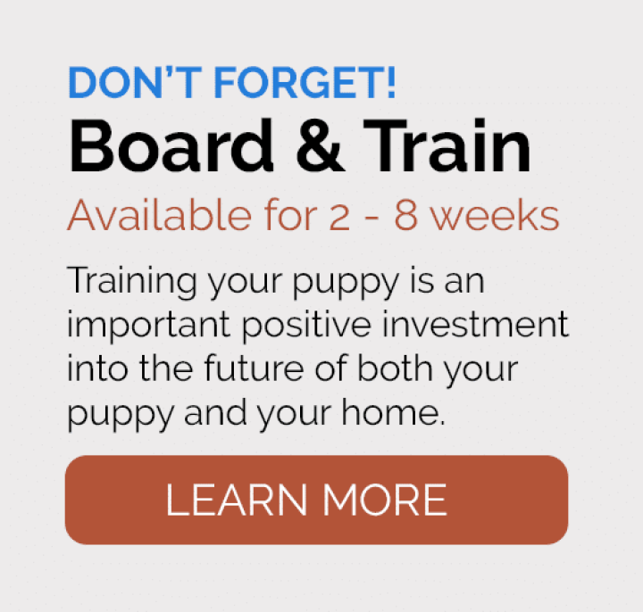 Pawsitive Beginnings - Board & Train