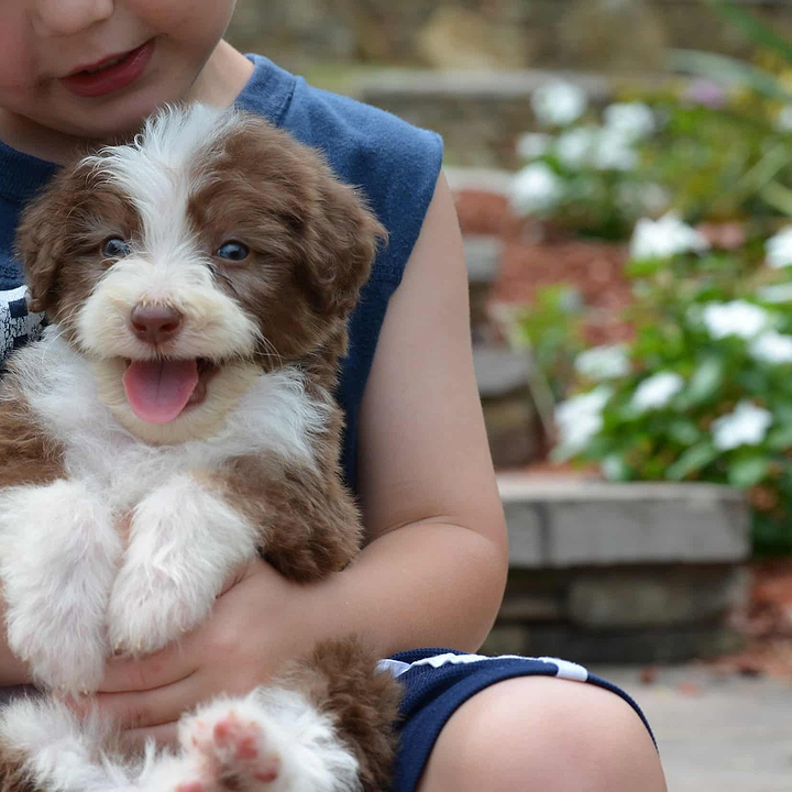 Choosing the Best Dog Food