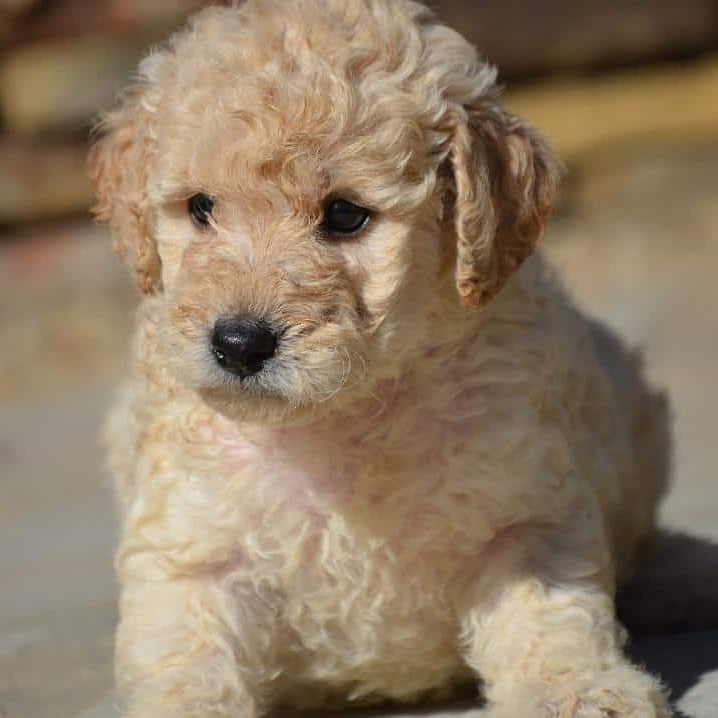 Transitioning from Puppy to Adult Food