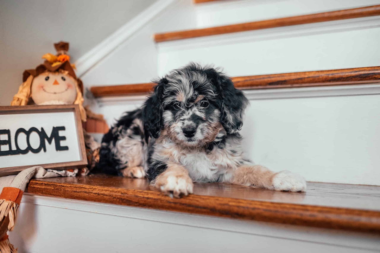 Merle Aussiedoodle Puppy
