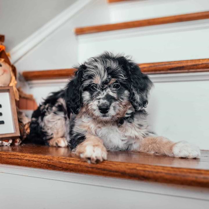 Merle Aussiedoodle Puppy