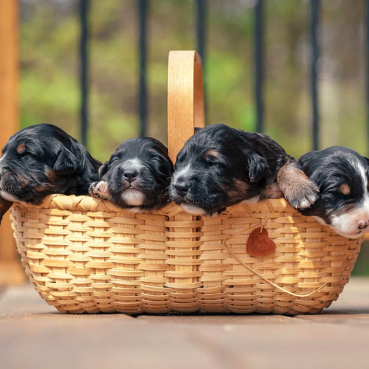 Bordernadoodle Litter