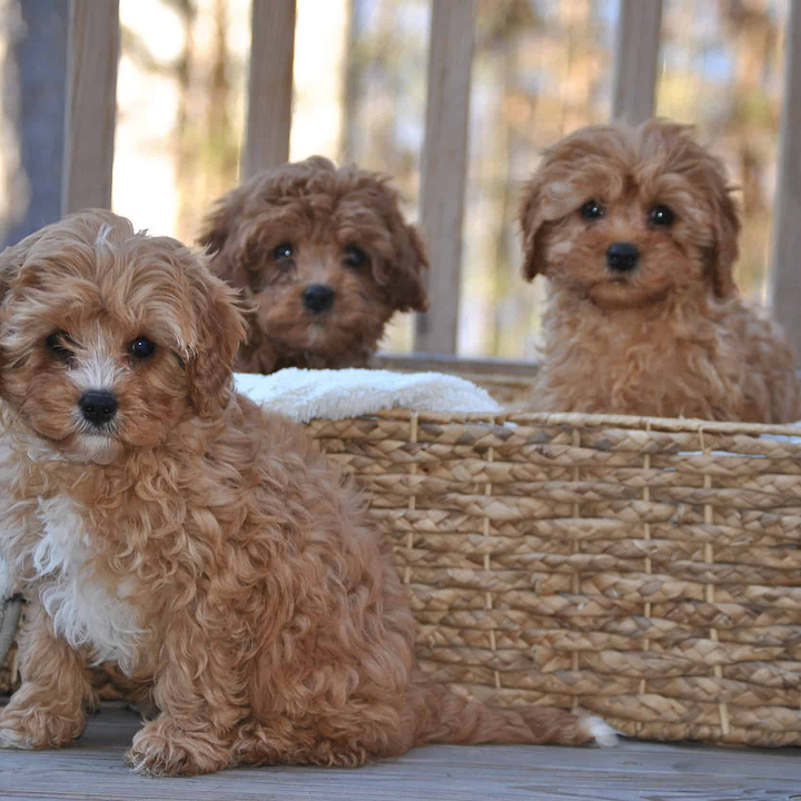 Prevent Your Puppy's Destructive Chewing