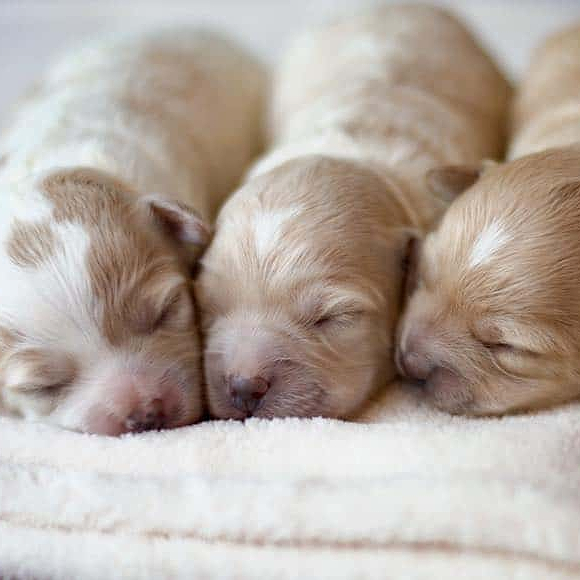 Flea and Tick Prevention