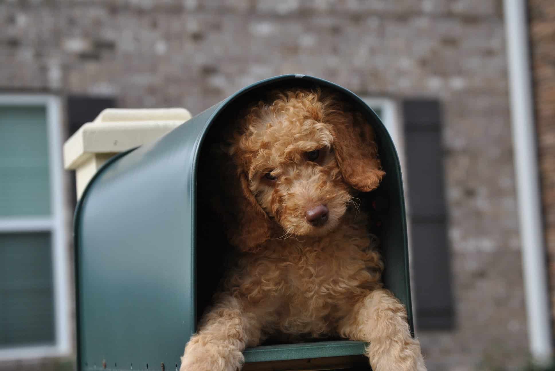 Dog I.D. Tags: Why You Need One and What to Put On It