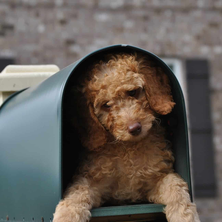 Dog I.D. Tags: Why You Need One and What to Put On It