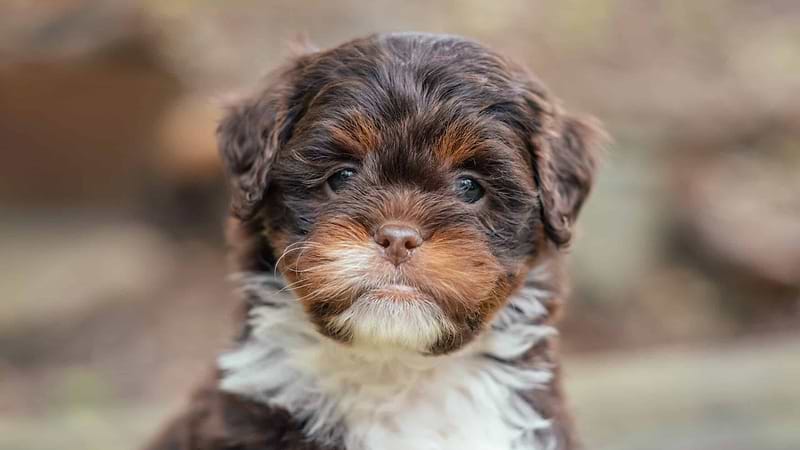 Available Chocolate Multi-color Lhasapoo
