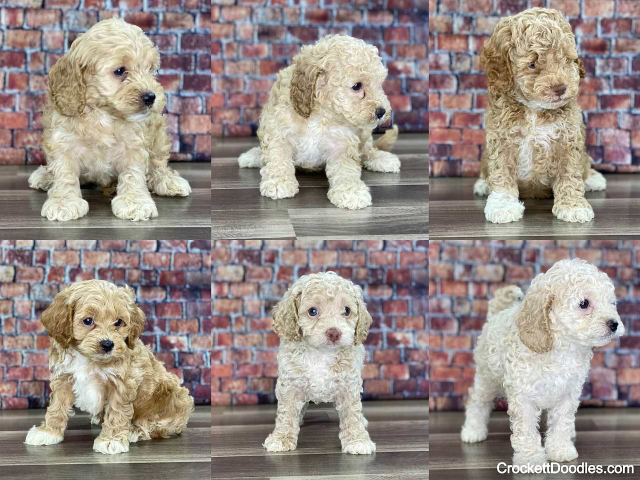 Cockapoo litter from Crockett Doodles