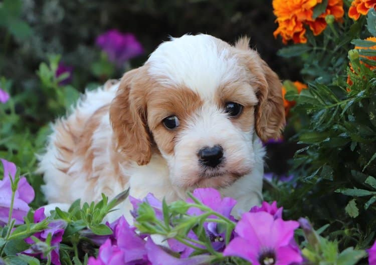 Cavapoo from Crockett Doodles