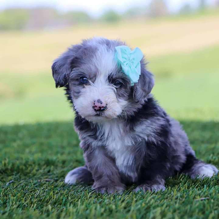 Sheepadoodle Available