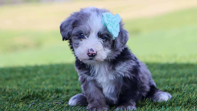 Sheepadoodle Available