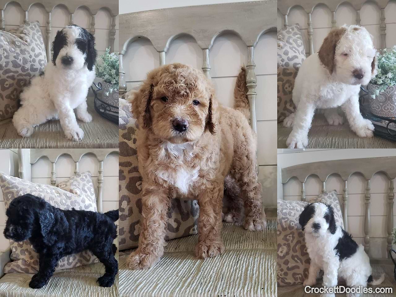 Springerdoodle Variety