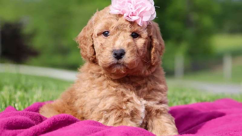 Available Labradoodle