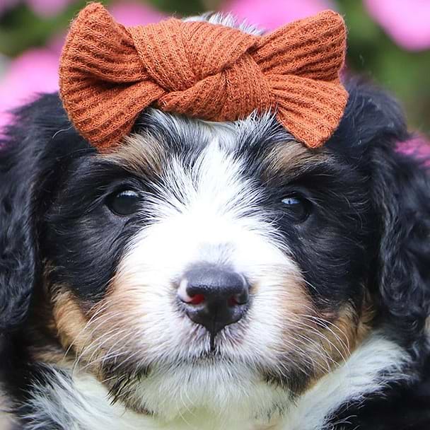 Female Phantom Tri-color Bernedoodle