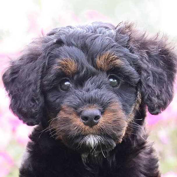 Furnished Tri-Color Bernedoodle