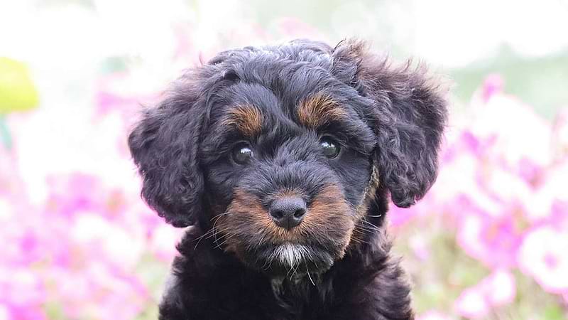 Furnished Tri-Color Bernedoodle