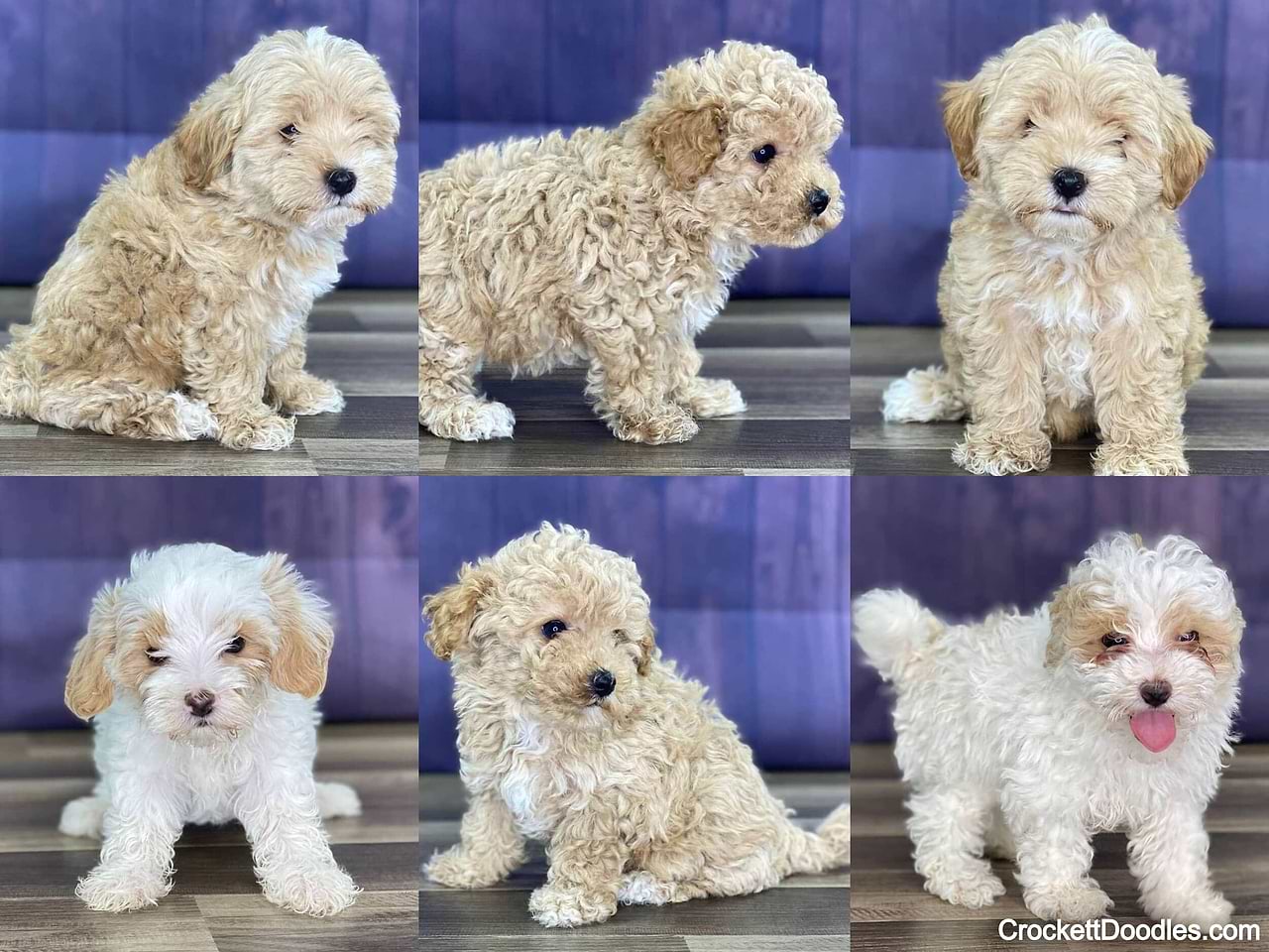 Maltipoo Color Variety