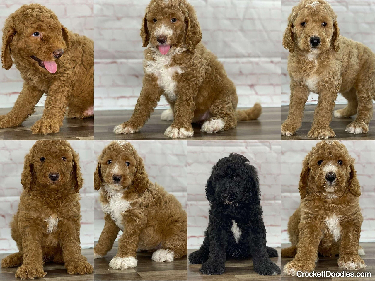 F1b Standard Goldendoodles have Curlier Coats
