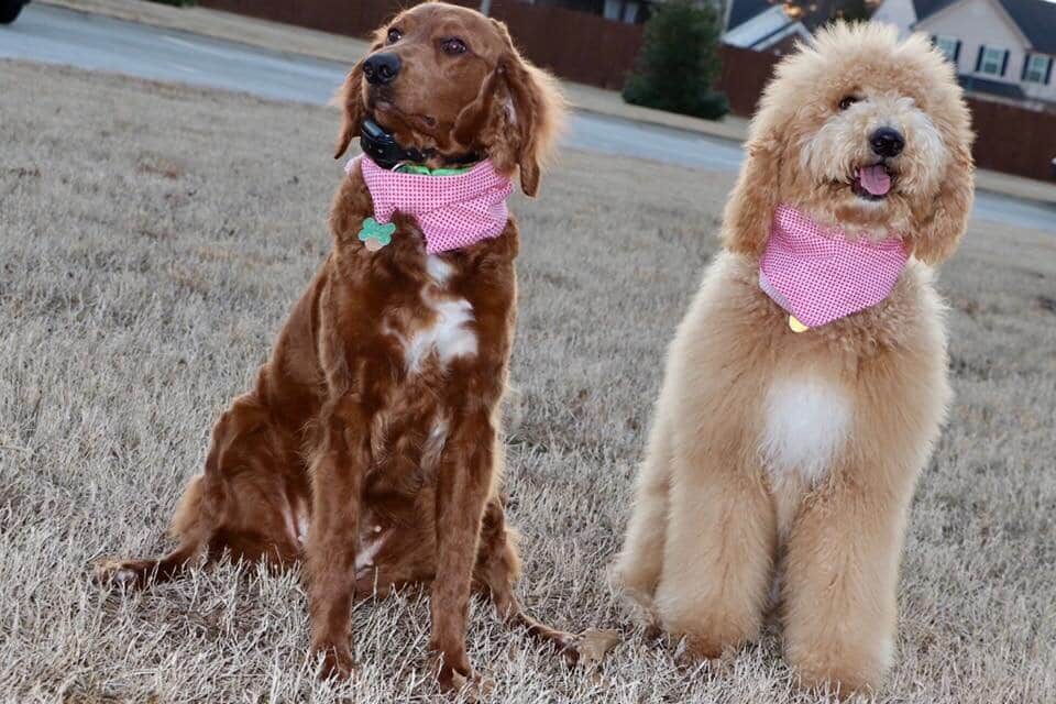 Unfurnished (flat coated) Adult Goldendoodle next to her Furnished (curly coated) Adult Goldendoodle Sister. Both of these girls are in Crockett Doodles guardian homes. They are both dearly loved, but have a distinctly different look, with one looki…