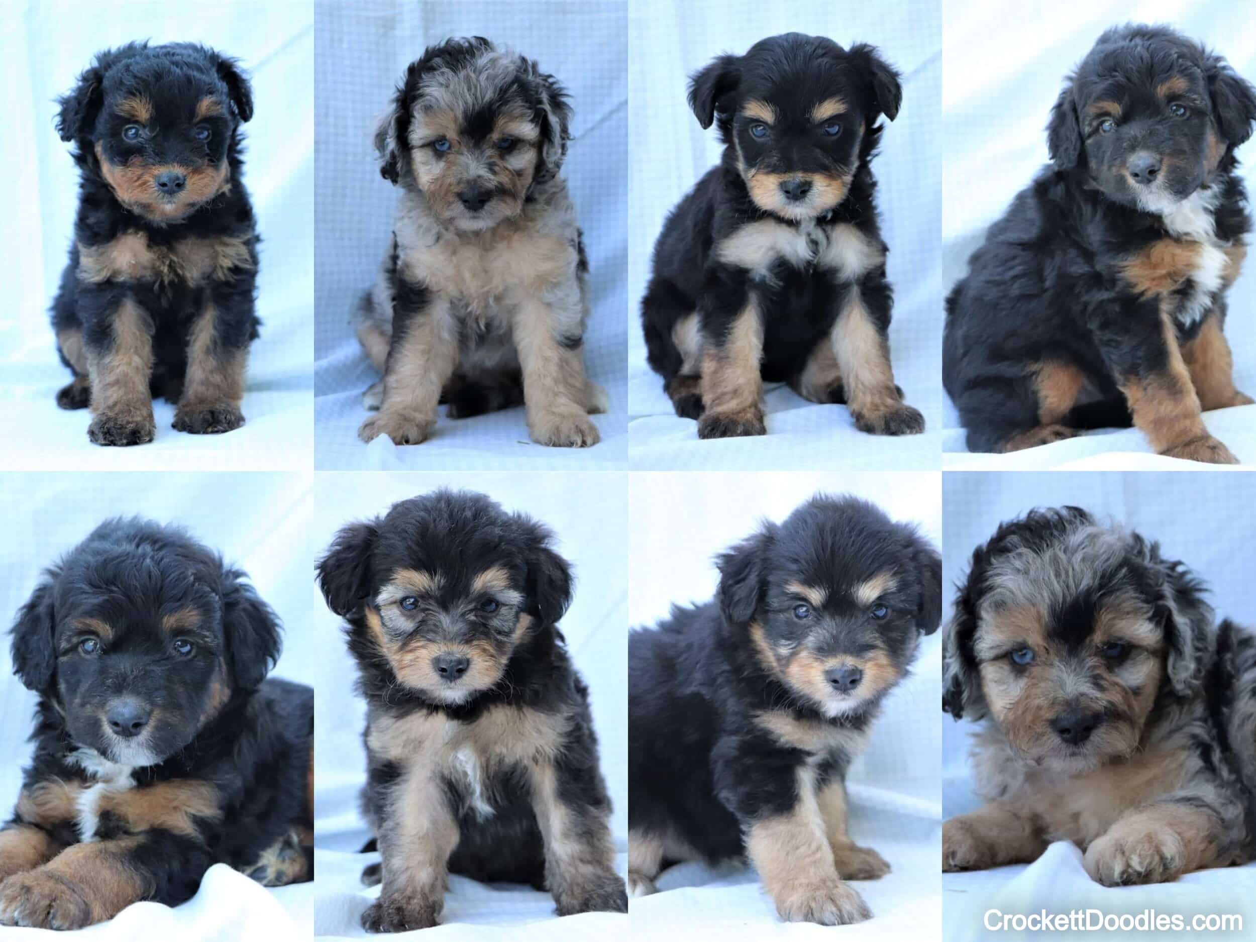 Mini Aussiedoodle from Crockett Doodles