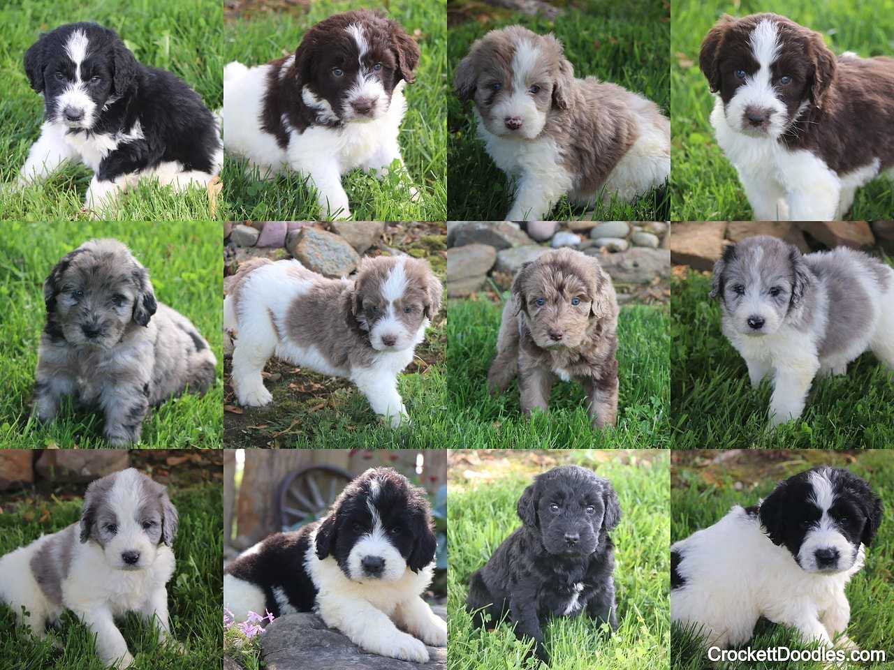 Merle Newfypoos from Crockett Doodles