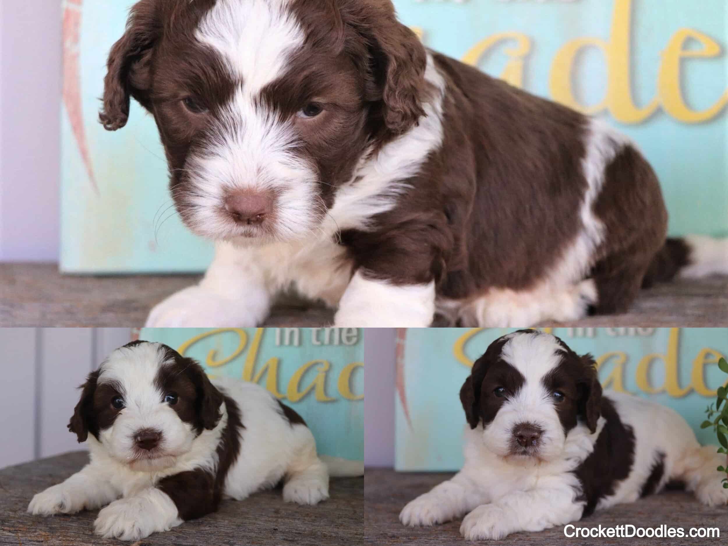 Mini Springerdoodles from Crockett Doodles