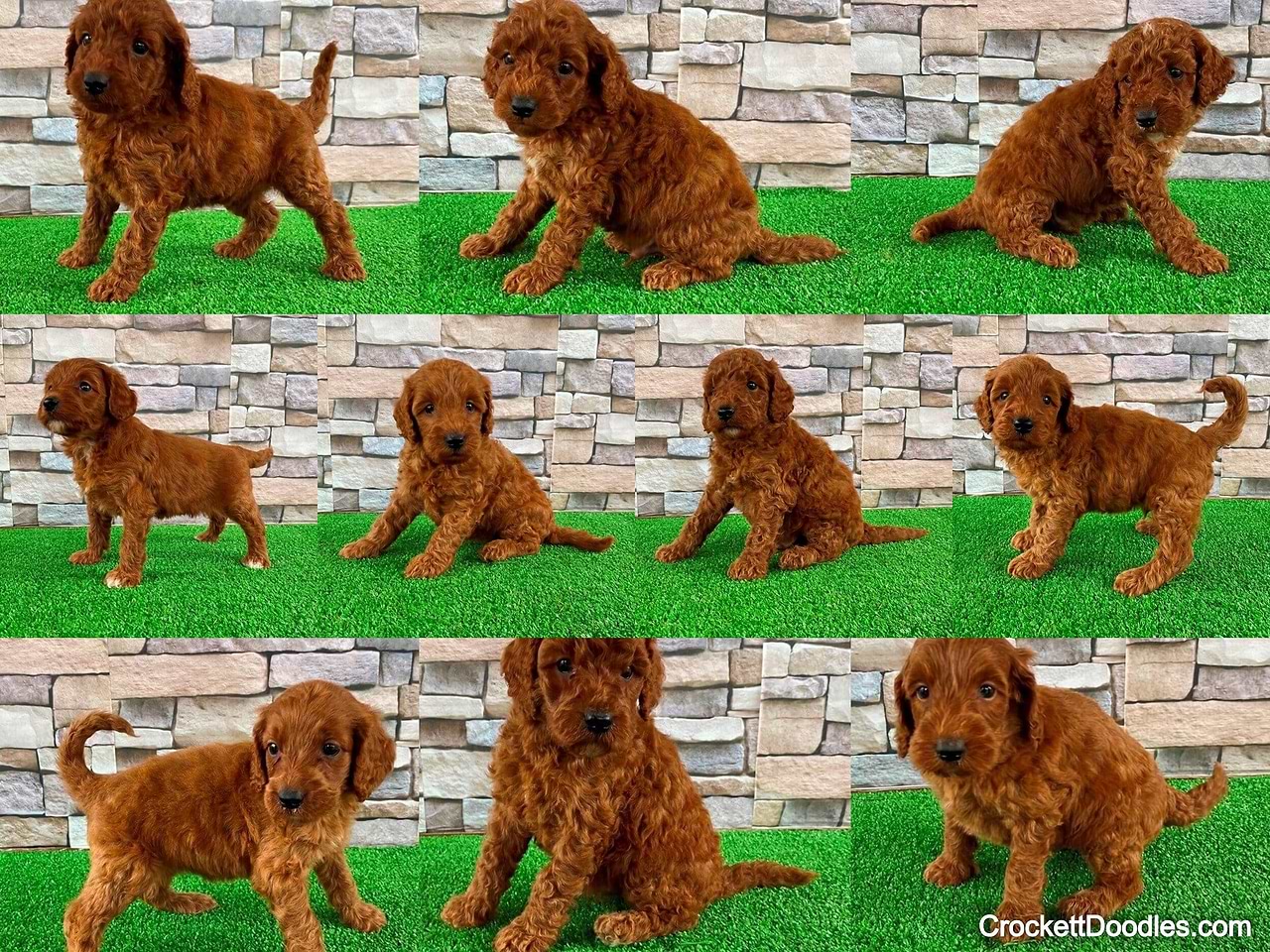 Mini Irishdoodles from Crockett Doodles